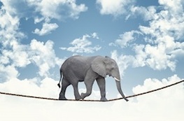 Elephant on a tight rope